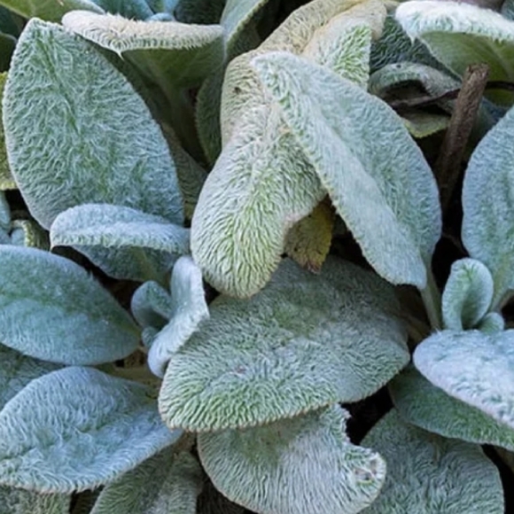 Lambs Ear Plants 4 for $20 - Picture 3 of 4